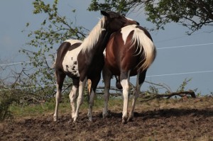 Пейнт хорс (Paint Horse)
